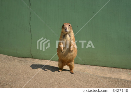 Prairie dog 8427148