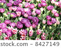 Tulip 8427149