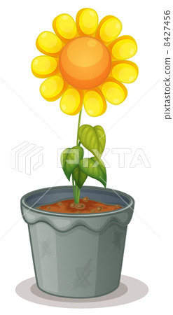 Sunflower 8427456