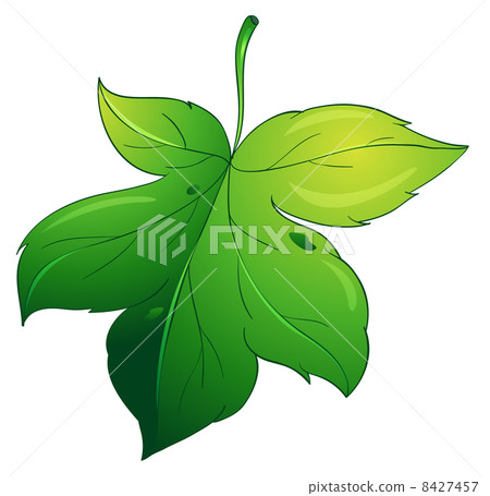 Isolated leaf on white Isolated leaf on white 8427457