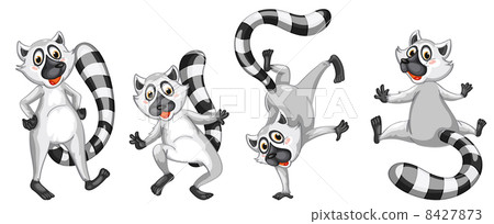 lemurs lemurs 8427873