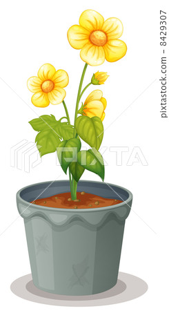 flower pot flower pot 8429307