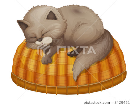 Cat sleeping Cat sleeping 8429451
