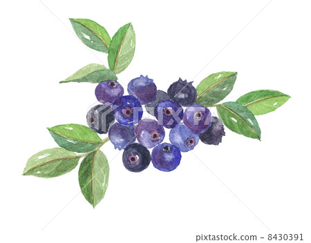 Bilberry 8430391