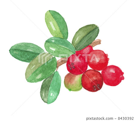 苔蘚桃子bilbo 8430392