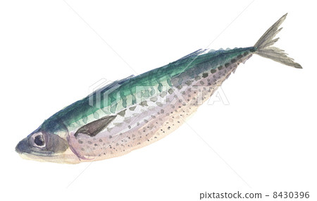 芝麻鯖魚芝麻 8430396