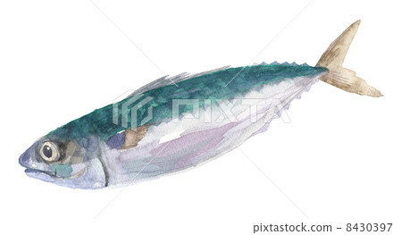 Mackerel mackerel 8430397