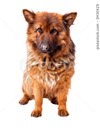 german shepherd german shepherd 8430429