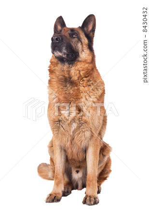 german shepherd on white german shepherd on white 8430432