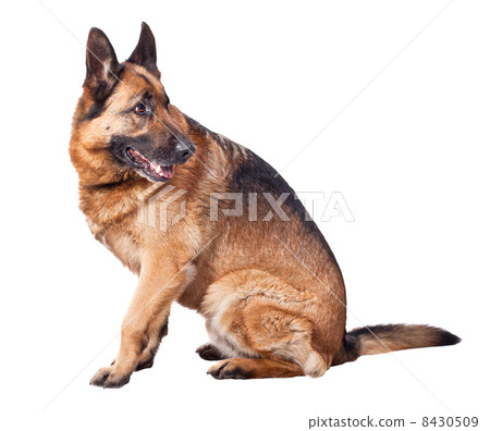 german shepherd german shepherd 8430509