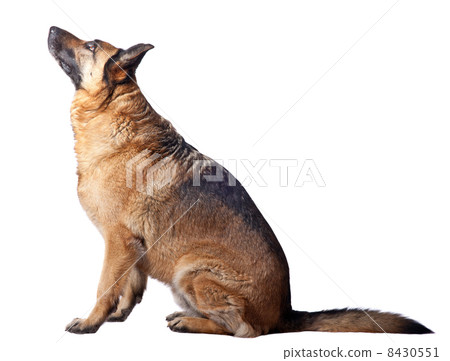 german shepherd 8430551