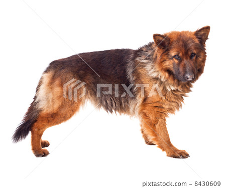 young german shepherd 8430609