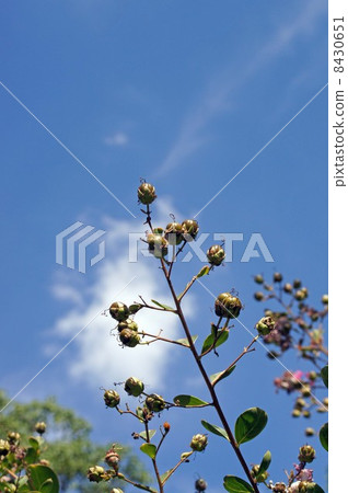 藍天和文學水果 藍天和文學水果 8430651