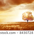 autumn tree 8430728