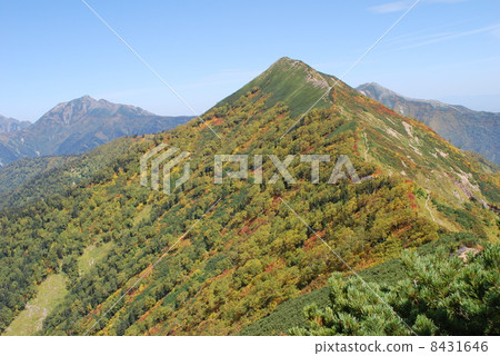 Autumn leaves of Mt. 8431646
