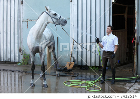 jockey wash horse from hose near stable 8432514