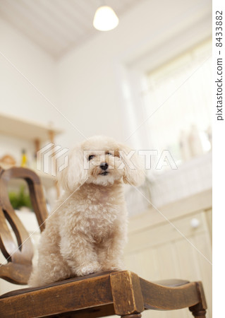 toy poodle toy poodle 8433882