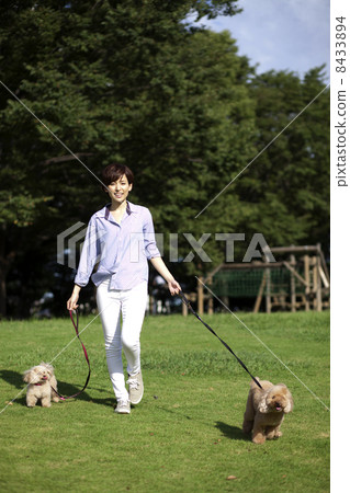 女性和玩具貴賓犬 8433894