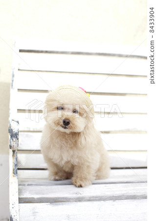 White bench and toy poodle 8433904