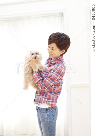 Female and Toy Poodle Female and Toy Poodle 8433906