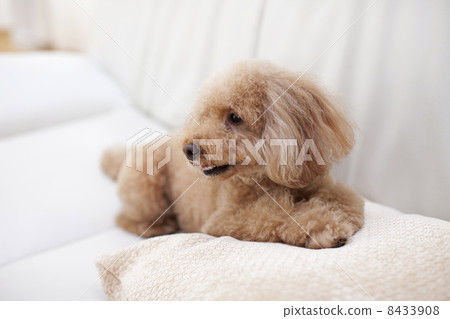 toy poodle toy poodle 8433908