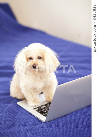 Toy poodle and personal computer Toy poodle and personal computer 8433932