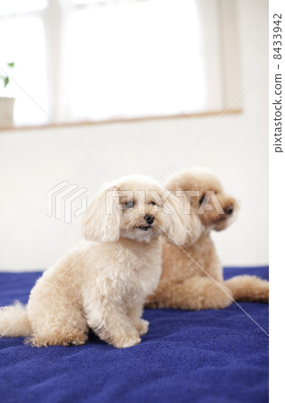 坐的玩具貴賓犬父母和孩子 坐的玩具貴賓犬父母和孩子 8433942