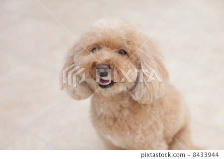 toy poodle toy poodle 8433944