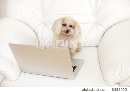 玩具貴賓犬和個人電腦 玩具貴賓犬和個人電腦 8433953