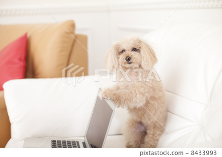 Toy poodle and personal computer Toy poodle and personal computer 8433993