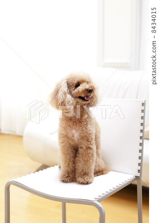 toy poodle  8434015
