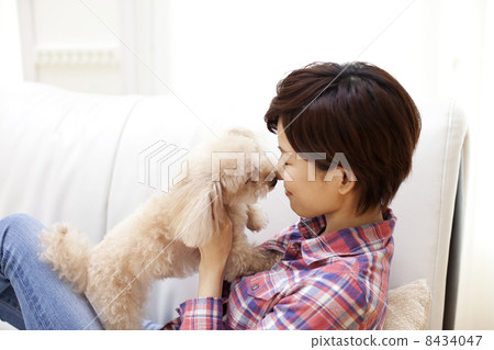 Female and Toy Poodle 8434047