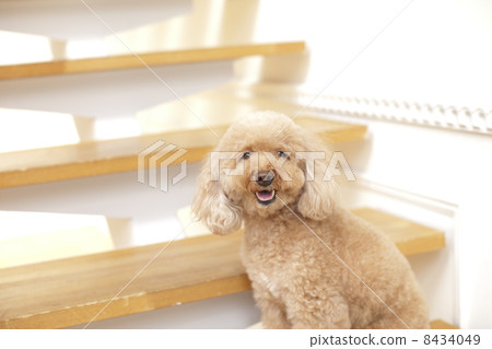 Staircase toy poodle image 8434049