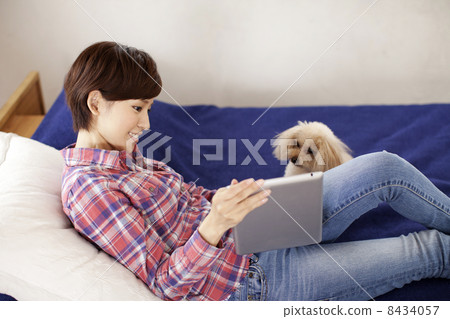 婦女和平板電腦和玩具貴賓犬 8434057