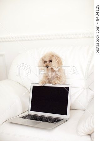 Toy poodle and personal computer 8434129