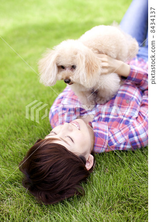 Female and Toy Poodle Female and Toy Poodle 8434137