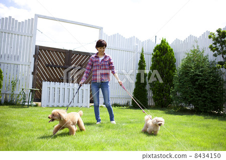 女性和玩具貴賓犬 女性和玩具貴賓犬 8434150