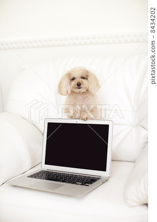 玩具貴賓犬和個人電腦 玩具貴賓犬和個人電腦 8434202