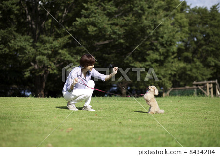 女性和玩具貴賓犬 女性和玩具貴賓犬 8434204