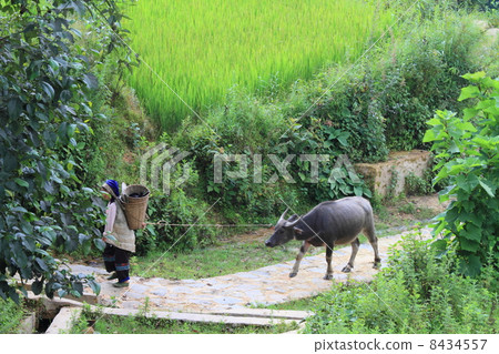 Rural landscape in China (Yunnan Province, China, taken in early August 2010) 8434557