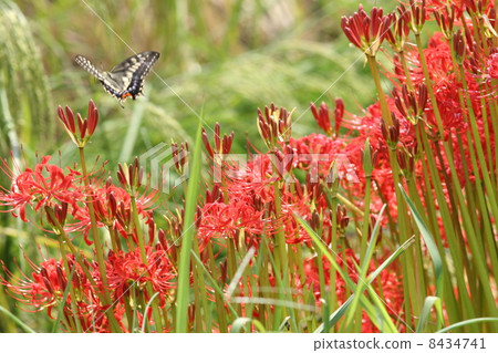 Higishiha and Ageha 8434741