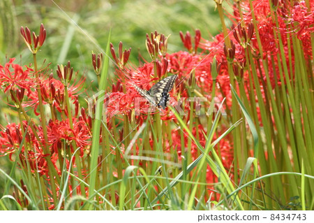 Higishiha and Ageha 8434743