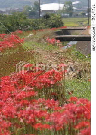 群集孤挺花 8434751