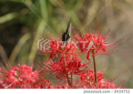 Higishiha和Ageha 8434752