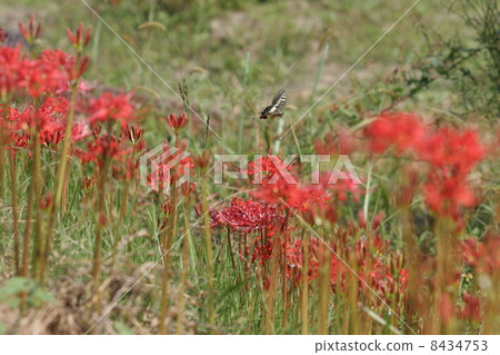 Higishiha and Ageha 8434753