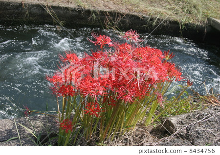 Cluster amaryllis 8434756