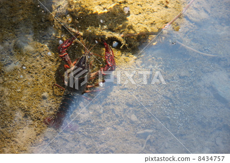 小龍蝦 小龍蝦 8434757