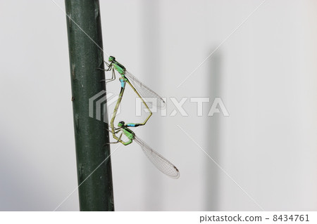 Heart of Itoto Tombo 8434761