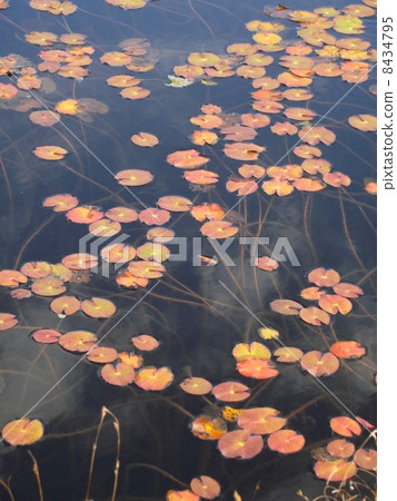 Ozegahara的Ikeda也有空缺 8434795