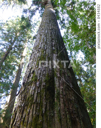 Cedar of Nachiyama (Mie) Cedar of Nachiyama (Mie) 8434882